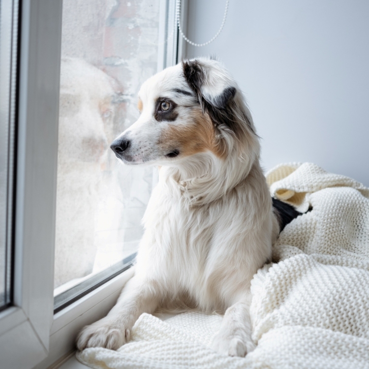 dog walking service 4