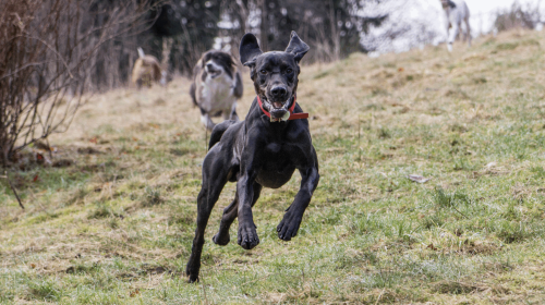 Black lab running off-leash toward leashed dog during walk in Columbus park - professional dog walker managing encounter