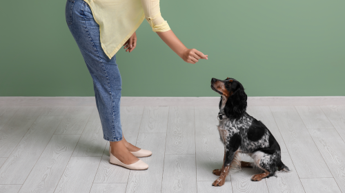 Dog learning basic training commands with a professional dog walker in Columbus Ohio.