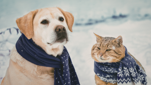 Columbus dog walkers and pet sitters safely visit pets during a winter storm.